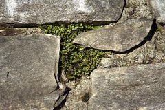 Asplenium trichomanes trichomanes