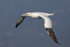 Morus bassanus