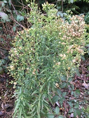 Erigeron canadensis