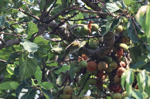 iNaturalist image