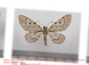 Physetobasis annulata - Photo no rights reserved, uploaded by Andreas Manz