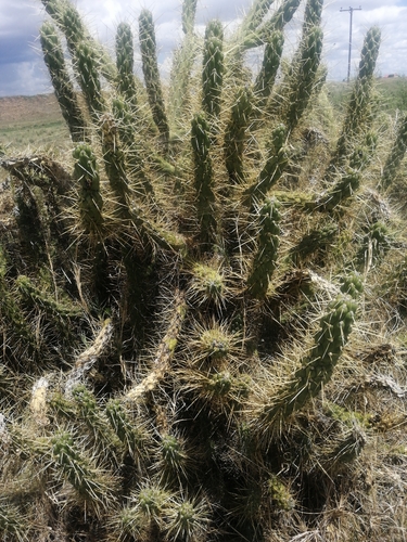Eve's Needle Cactus