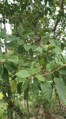 Catalpa longissima, photograph (c) Mario Guzmán, some rights reserved (CC BY)