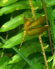 Neurothemis manadensis