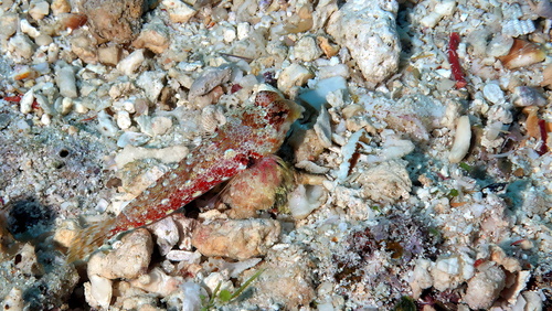 Synchiropus morrisoni observed 2025-10-07
