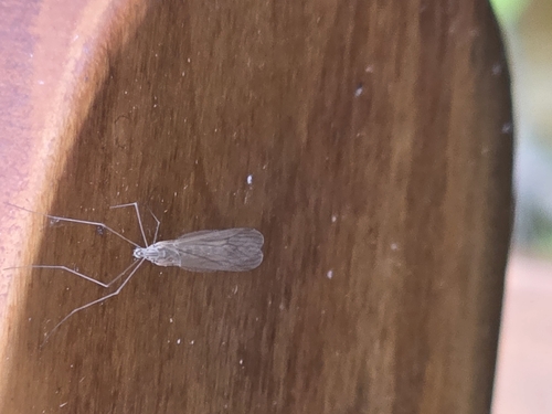 Unknown species found near Bluemont, VA 20135, USA