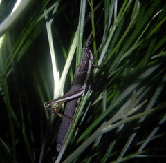 Erythropomala amaena