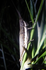 Erythropomala amaena