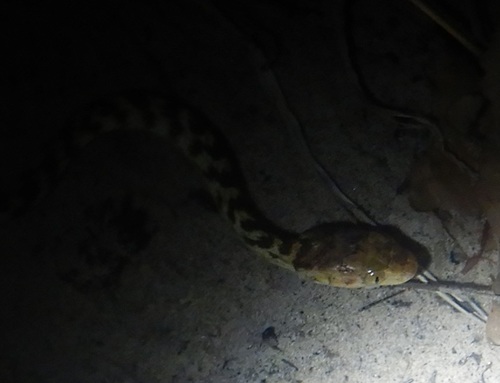 Brown Tree Snake sighting