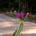 Vernonia baldwinii baldwinii - Photo (c) jim_keesling, some rights reserved (CC BY-NC), uploaded by jim_keesling