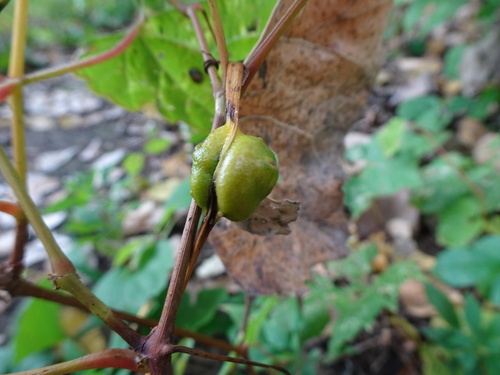 Unknown species found near Old Cedar Avenue Bridge, Bloomington, MN, USA