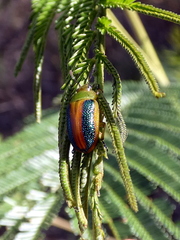 Calomela parilis