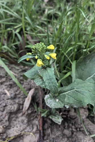 Наблюдение на iNaturalist