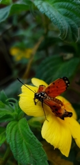 Acraea terpsicore