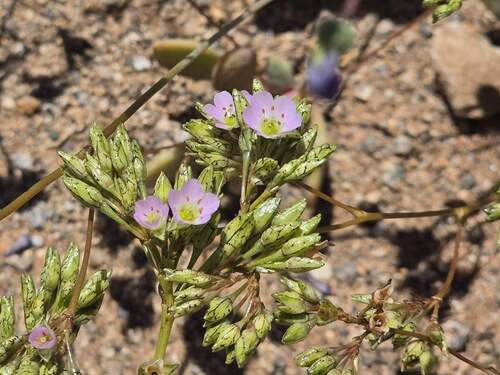 Cistanthe coquimbensis (Cistanthe coquimbensis)