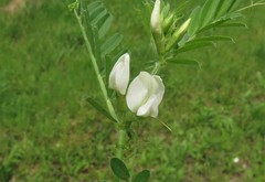 Vicia sativa nigra