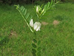 Vicia sativa nigra
