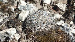 Rapicactus beguinii