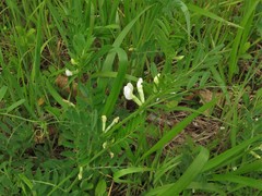 Vicia sativa nigra