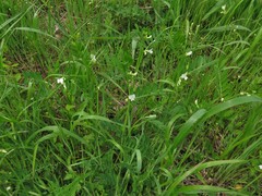Vicia sativa nigra