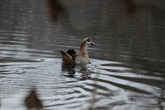 Alopochen aegyptiaca