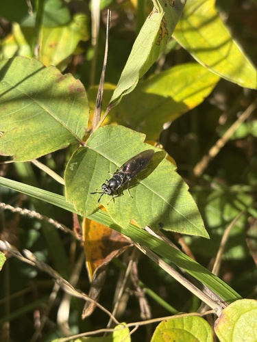 Unknown species found near Smith Park, Roanoke, VA, US