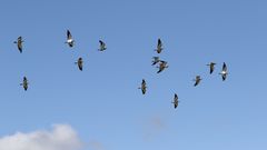 Vanellus melanopterus