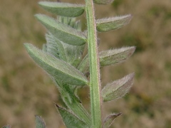 Vicia villosa villosa