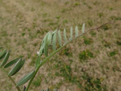 Vicia villosa villosa