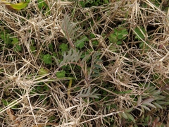 Vicia villosa villosa