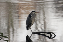 Ardea cinerea