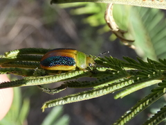 Calomela parilis