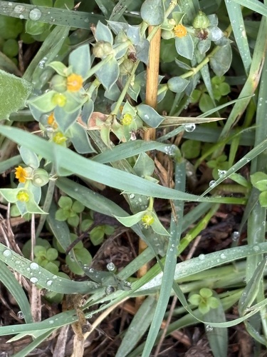 Euphorbia bupleuroides bupleuroides