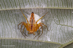 Oxyopes incertus