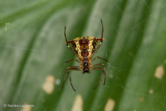Micrathena acuta