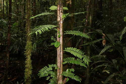 Lomagramma sinuata observed 2025-10-22