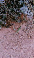 Podarcis pityusensis