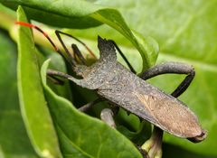 Elasmopoda