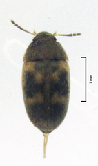 Litargus balteatus