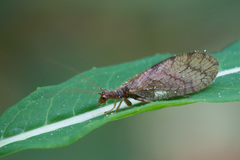 Micromus angulatus