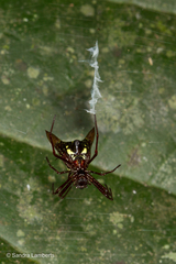 Micrathena coca