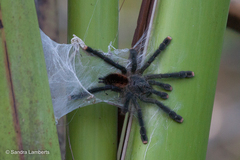 Avicularia avicularia