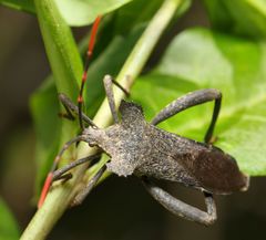Elasmopoda