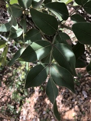 Leptolobium dasycarpum