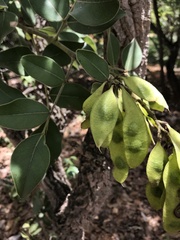 Leptolobium dasycarpum