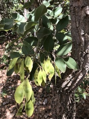 Leptolobium dasycarpum