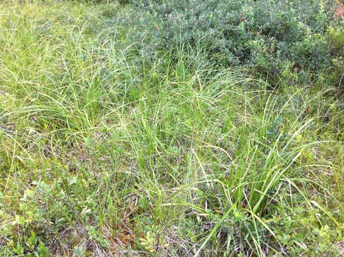 Long's bulrush (Scirpus longii)