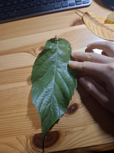 Alnus japonica iNat (2)