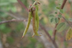 Indigofera fruticosa