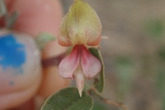 Indigofera fruticosa